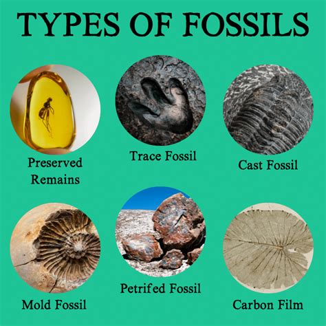 6 major types of fossils.